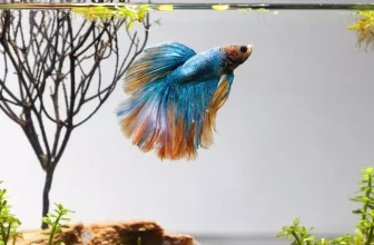 Setting Up a Betta Fish Tank: Supplies Checklist
