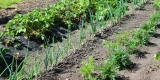 What Are the Best Companion Planting Techniques for Organic Gardens?