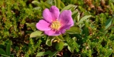 How Do You Protect Outdoor Plants During Winter?
